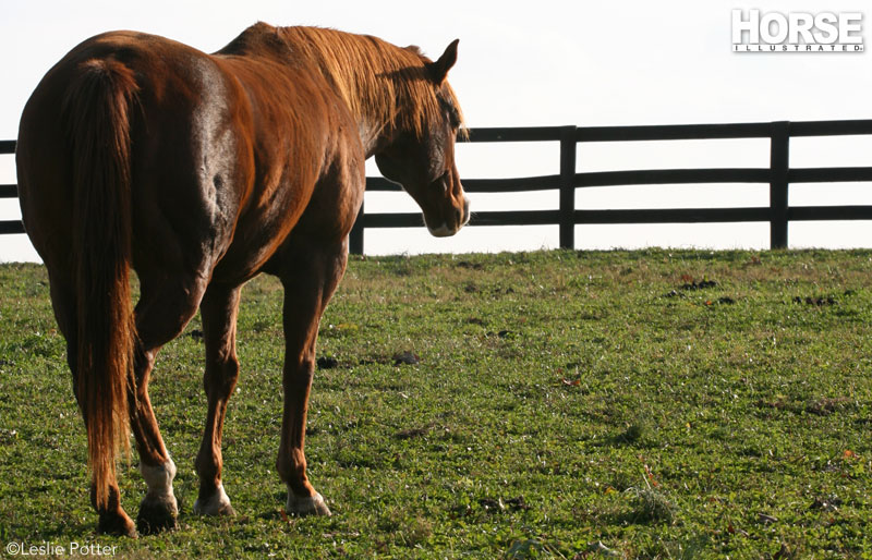 Overgrazed pastures are unappealing and present significant environmental impacts