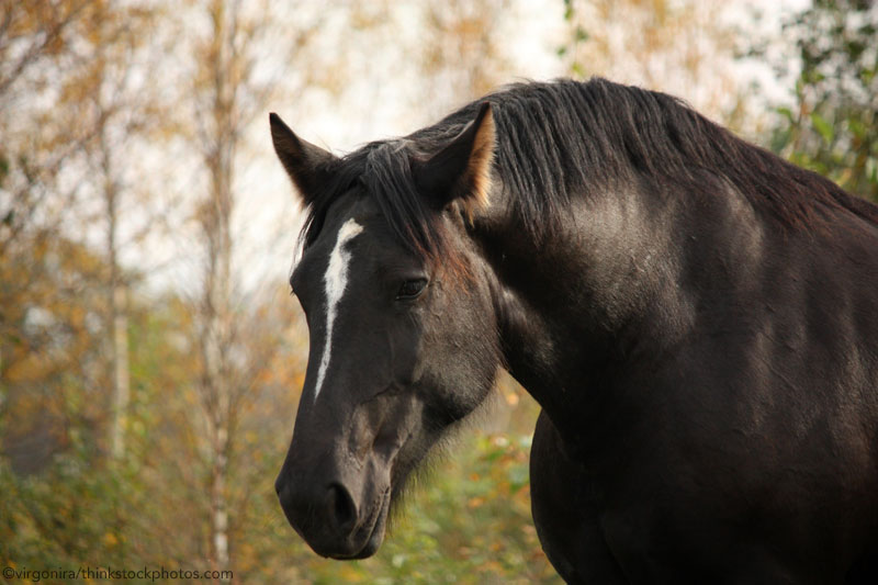 Dark Bay Draft Horse