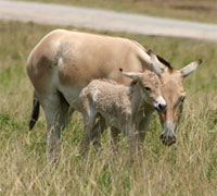 Persian onager foal
