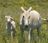 Persian onagers