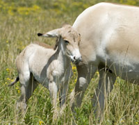 Persian onager foal