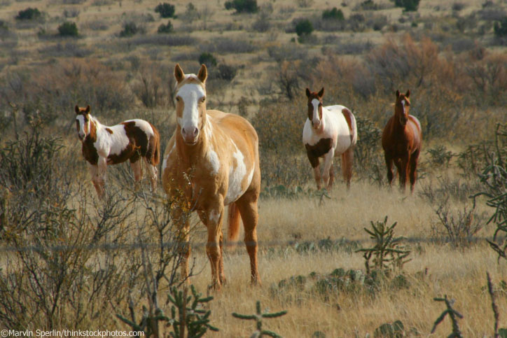 Horses and Cacti