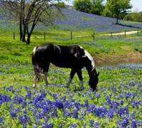 Pinto grazing in flowers