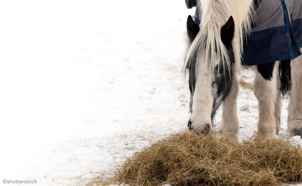 Horse in snow eating hay