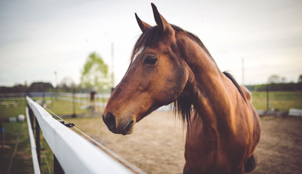 Plain Bay Horse