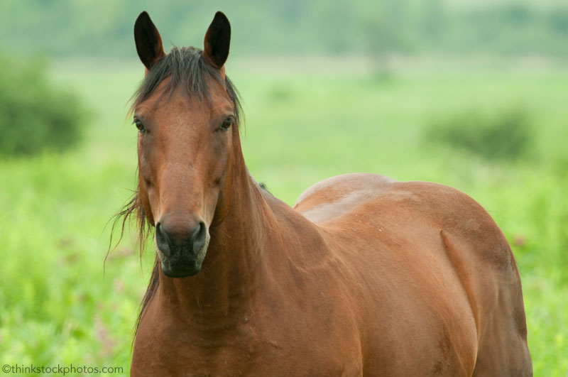 Plain Bay Horse