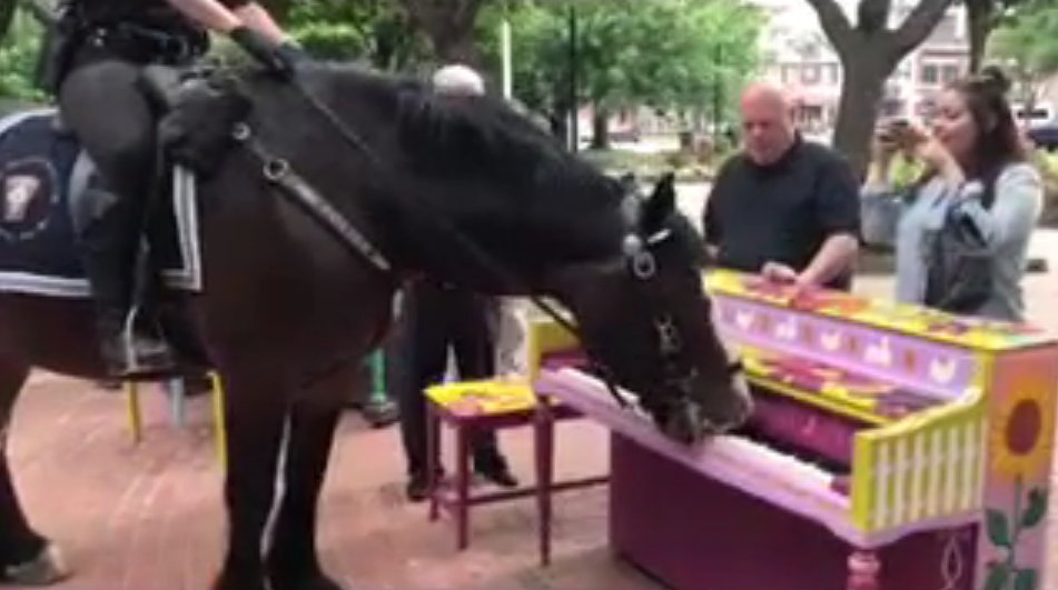 Police Horse Plays Piano