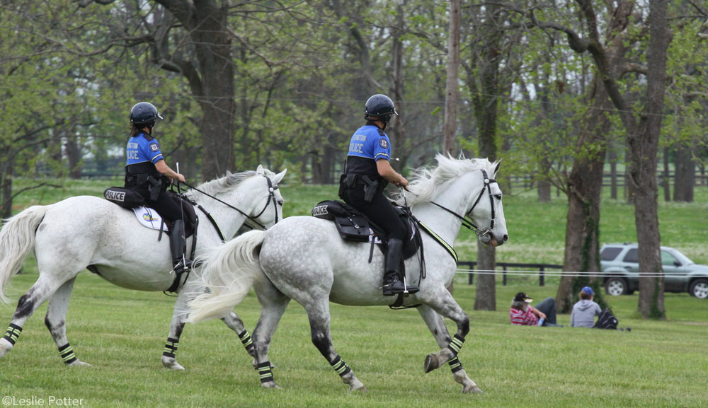 Police Horses