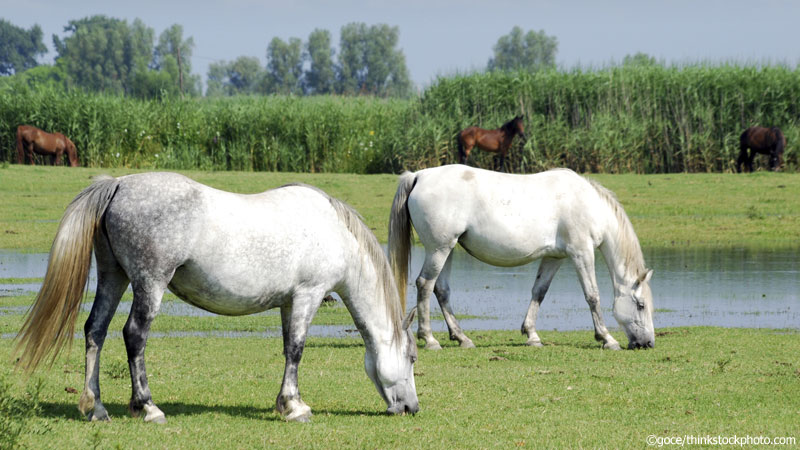 Pond Horses