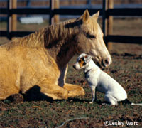 Horses and Friends Photo Contest 2010