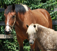 Pony and Draft Horse