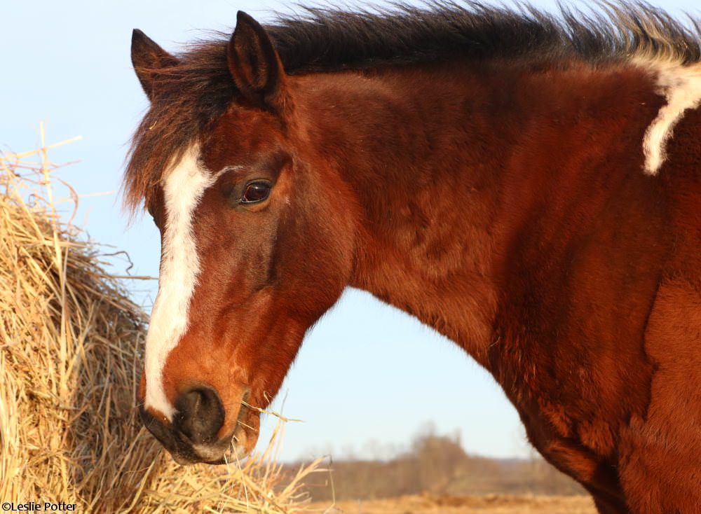 Pony and hay