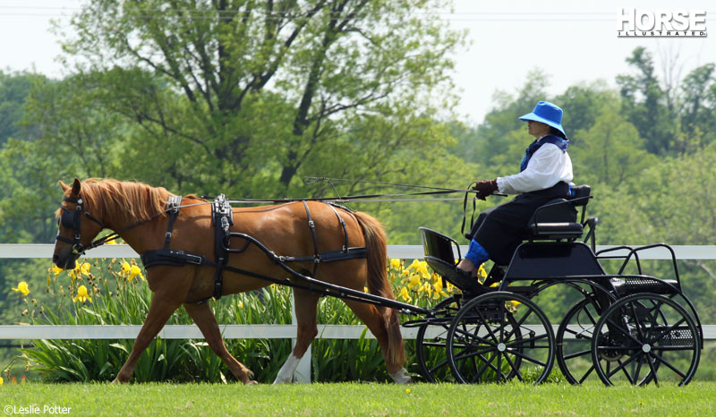 Pony Driving