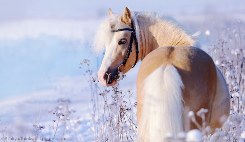 Pony in the Snow