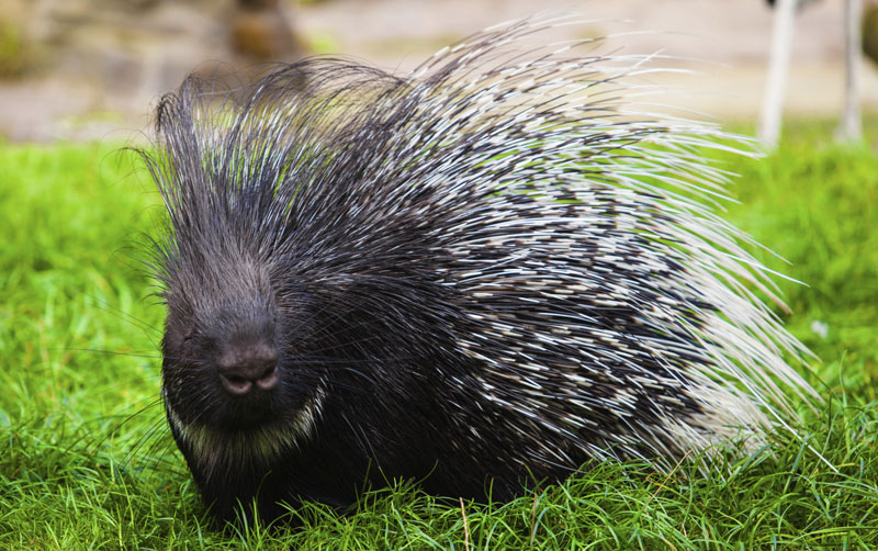 Porcupine