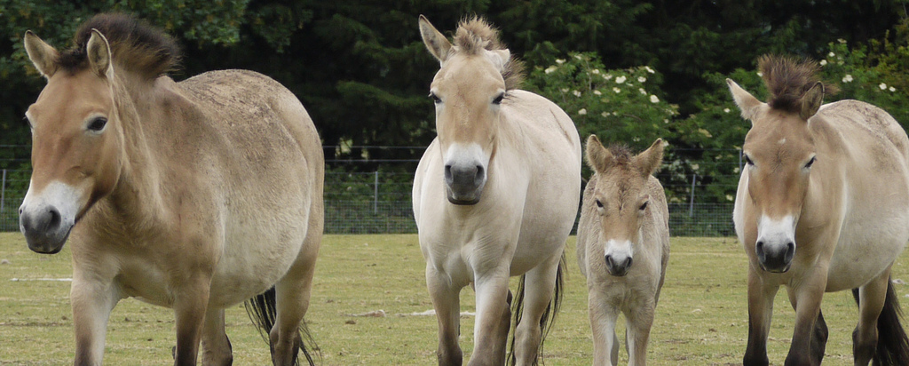 Przewalski Horses