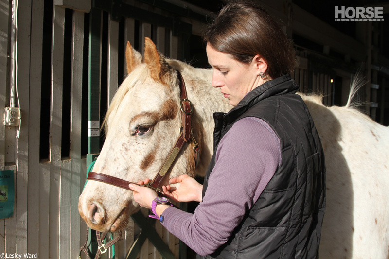 Taking a horse's pulse Taking a horse's pulse