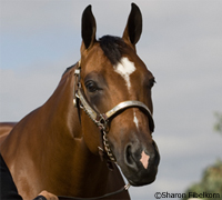 American Quarter Horse