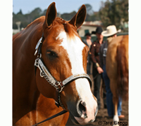 American Quarter Horse shown in halter