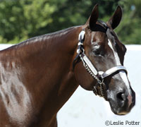 American Quarter Horse