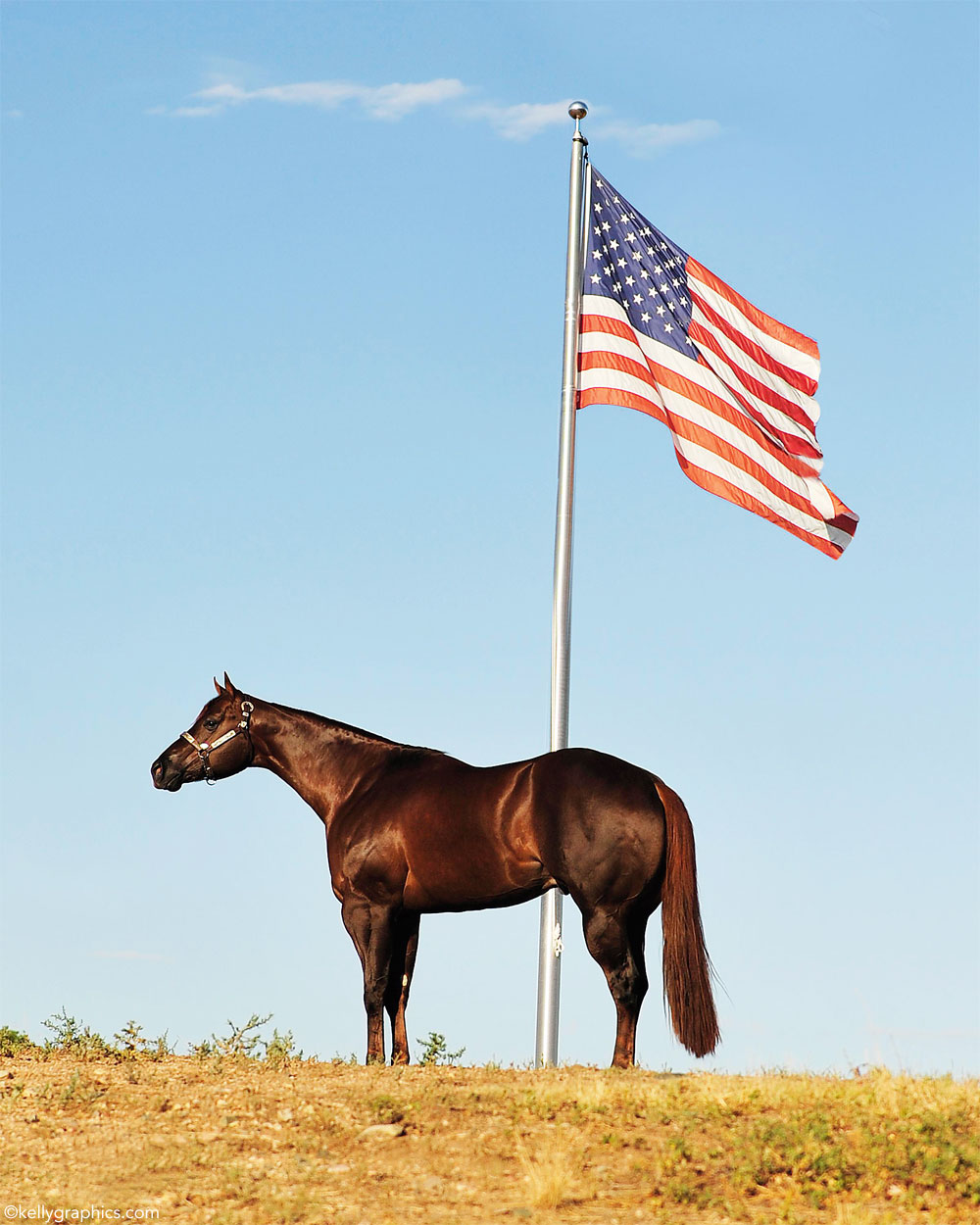 American Quarter Horse