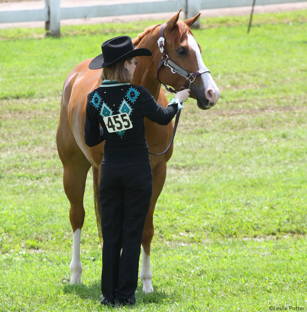 Quarter Horse Halter