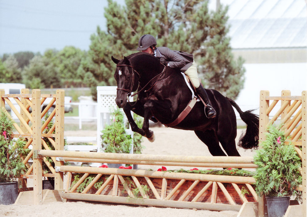 American Quarter Horse