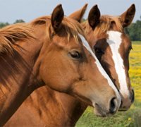Chestnut Horses