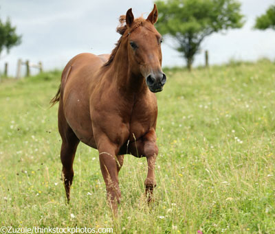 Quarter Horse