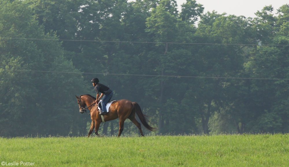 Racehorse Training