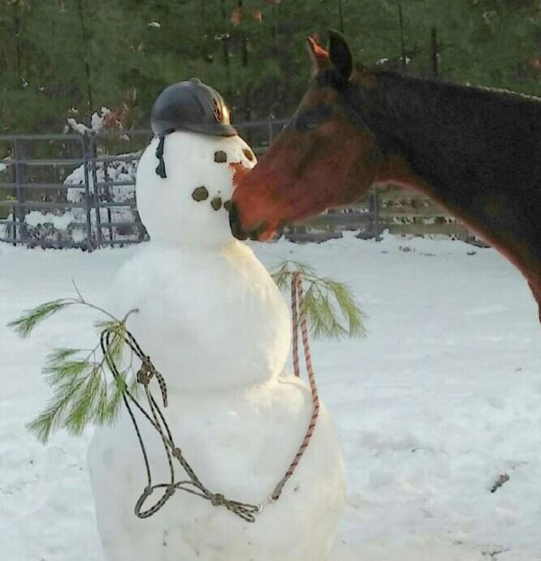 Winter Horses