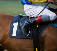 Thoroughbred race horse