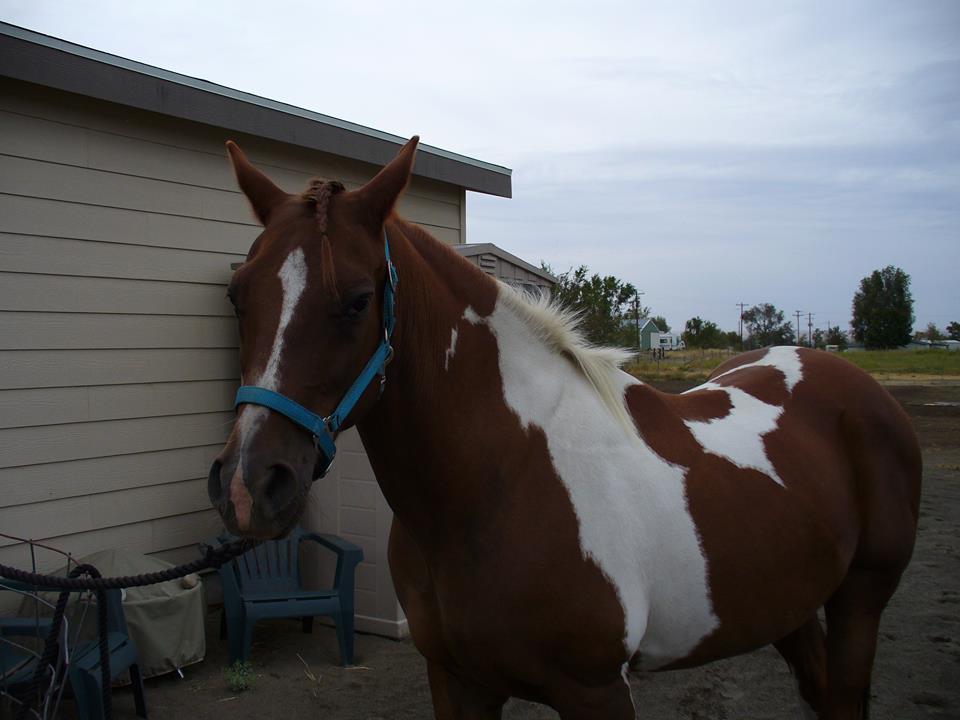 Horse Markings