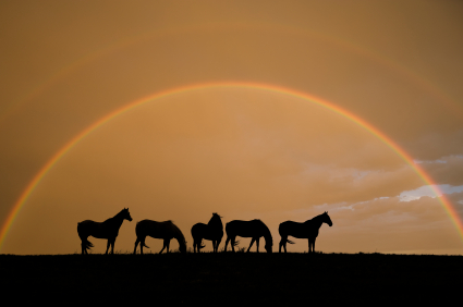 Rainbow Horses