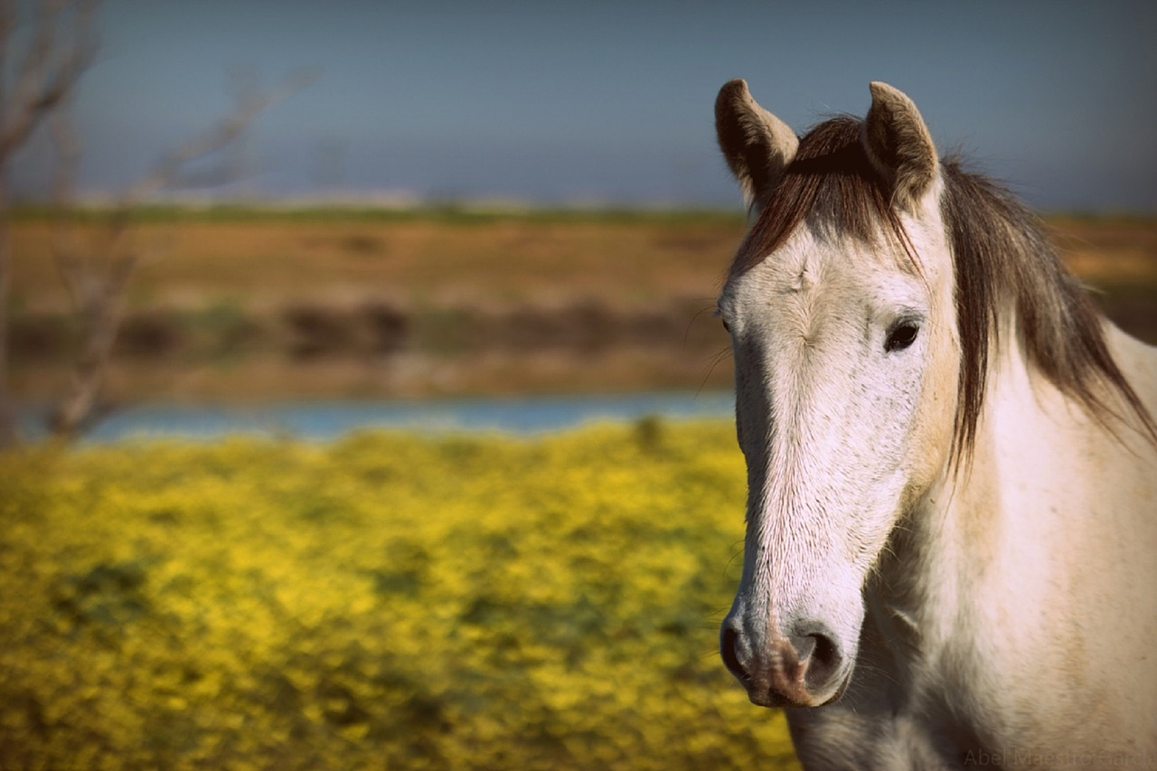 Ranch Horse