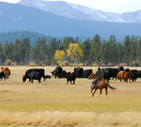 Working ranch horse