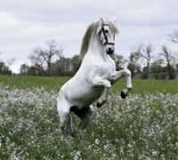 Rearing gray horse