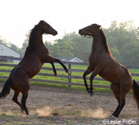 Grouping your herd by compatibility standards is a must for peaceful interaction