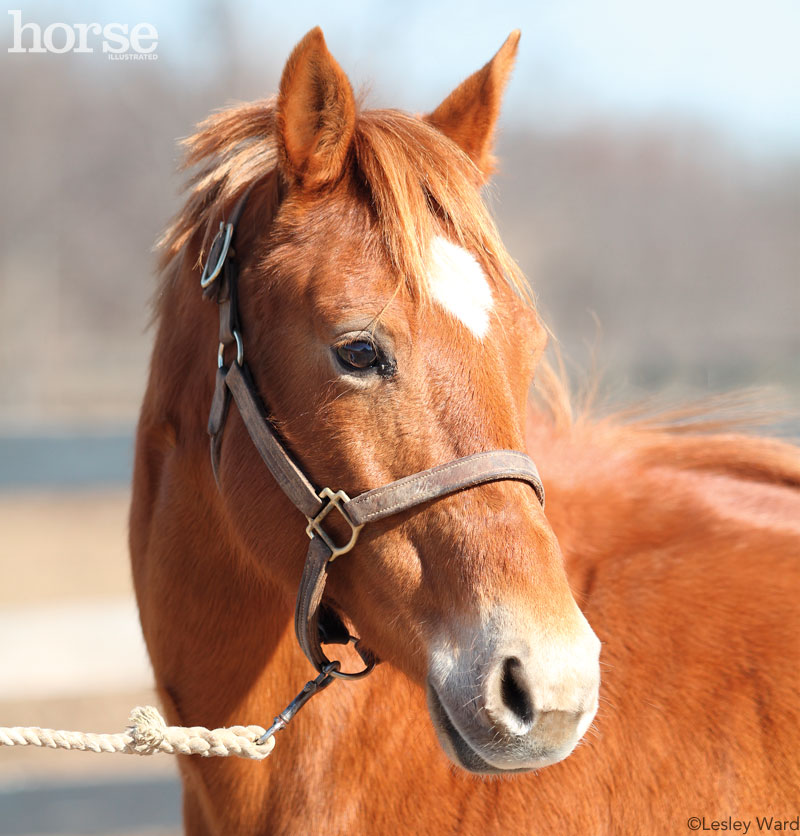 Rescue Horse