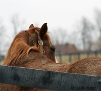 The Support our Standardbreds program helps abandoned and abused Standardbred horses