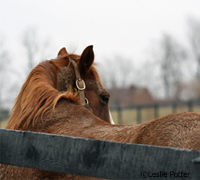 The EPN members created the Horses in Need photo project in 2009