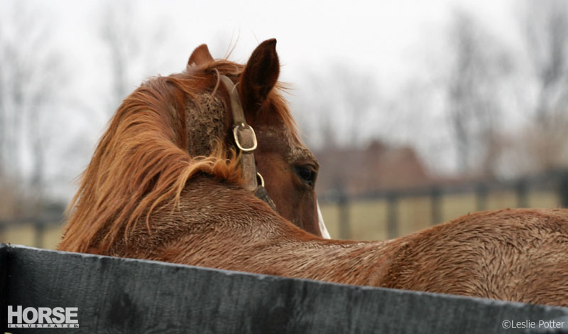 Rescue Horse