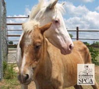 105 Miniature Horses were surrendered by a Texas owner