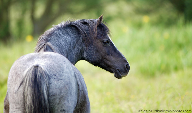 Roan Pony