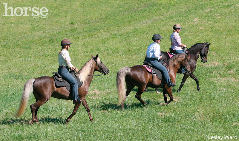 Gaited Trail Horses