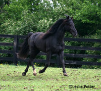 Rocky Mountain Horse