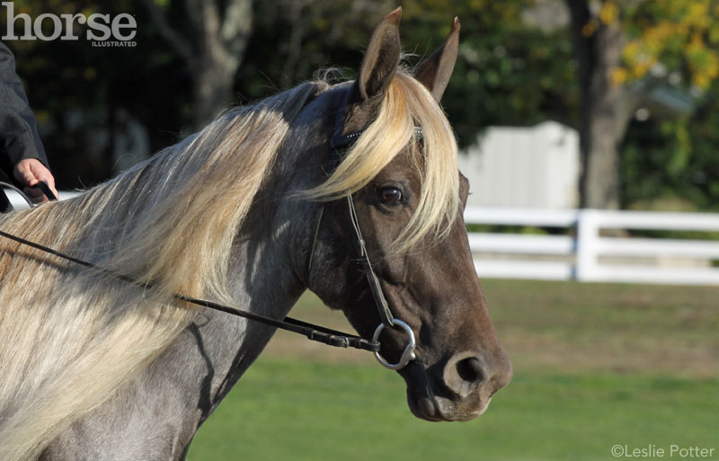 Snaffle Bit Snaffle Bit