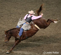 Rodeo bronc