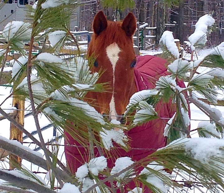 Winter Horses