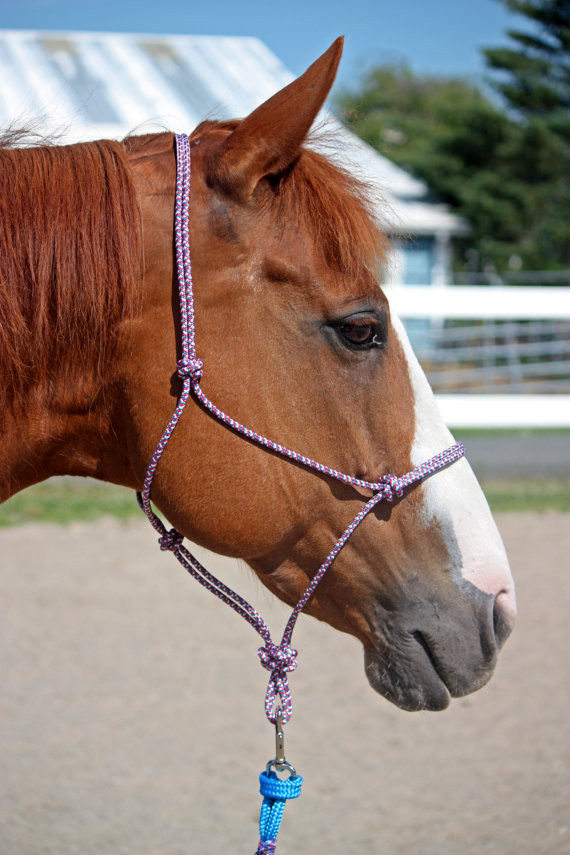 Patriotic Horse Gear